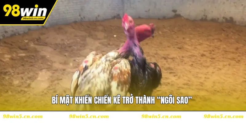 Bí mật khiến chiến kê trở thành “ngôi sao"