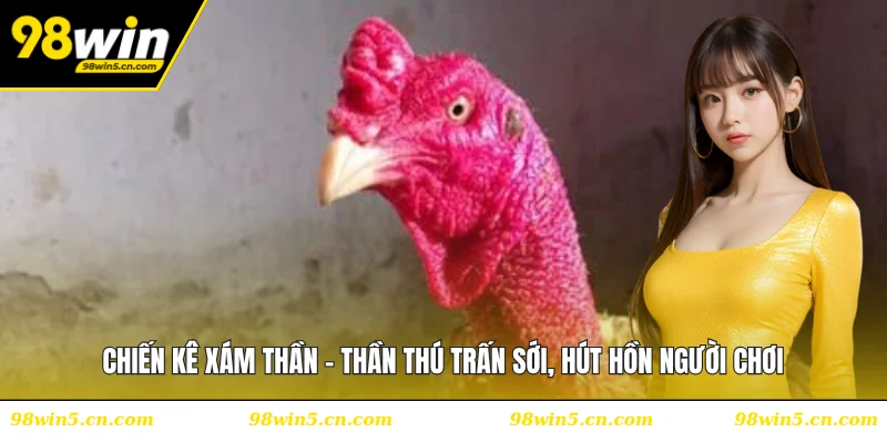 Chiến Kê Xám Thần - Thần Thú Trấn Sới, Hút Hồn Người Chơi