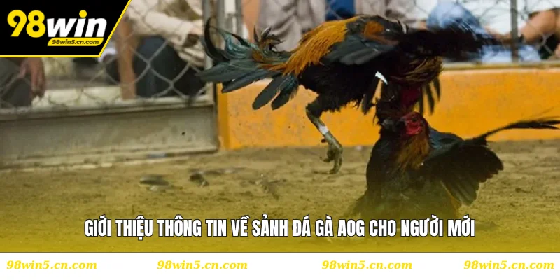 Giới thiệu thông tin về sảnh đá gà AOG cho người mới