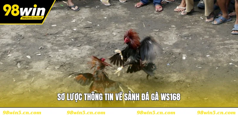 Sơ lược thông tin về sảnh đá gà WS168