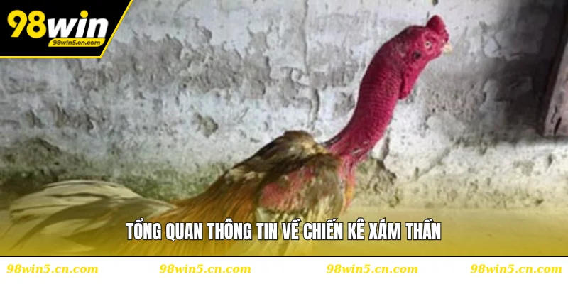 Tổng quan thông tin về chiến kê xám thần